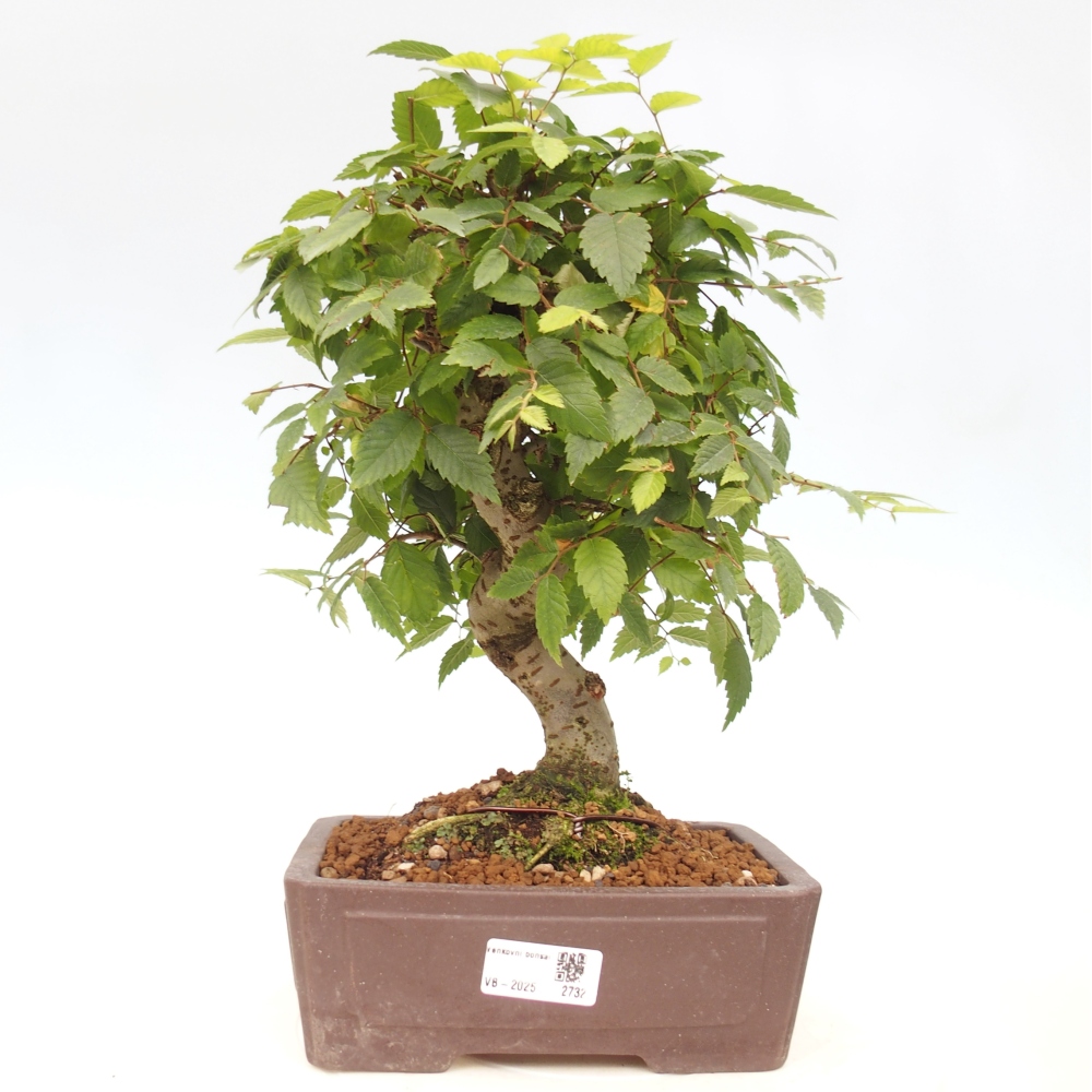 Bonsai für draußen - Zelkova - Zelkova NIRE