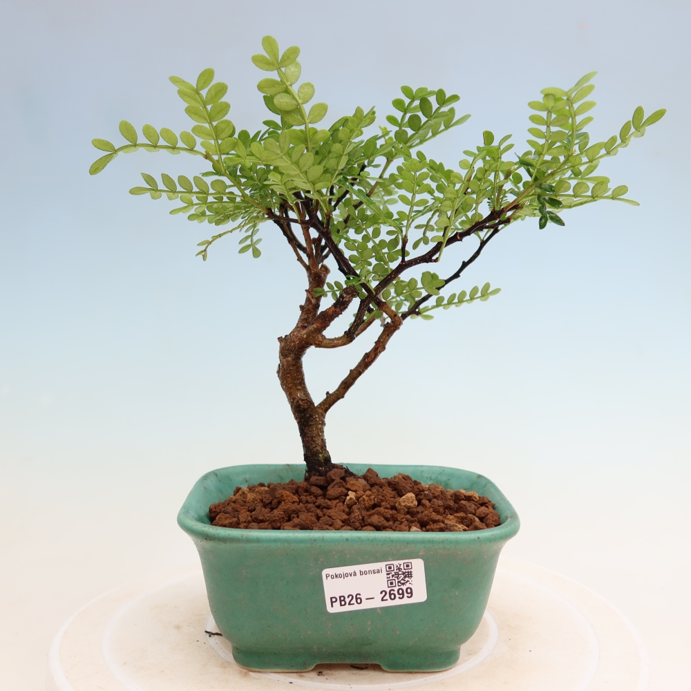 Zimmer Bonsai - Zantoxylum piperitum - Pfefferbaum