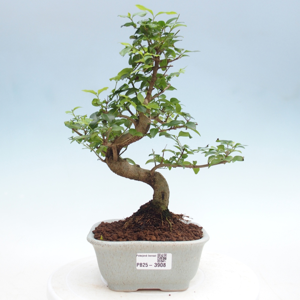 Zimmer Bonsai -Ligustrum chinensis - Vogelschnabel