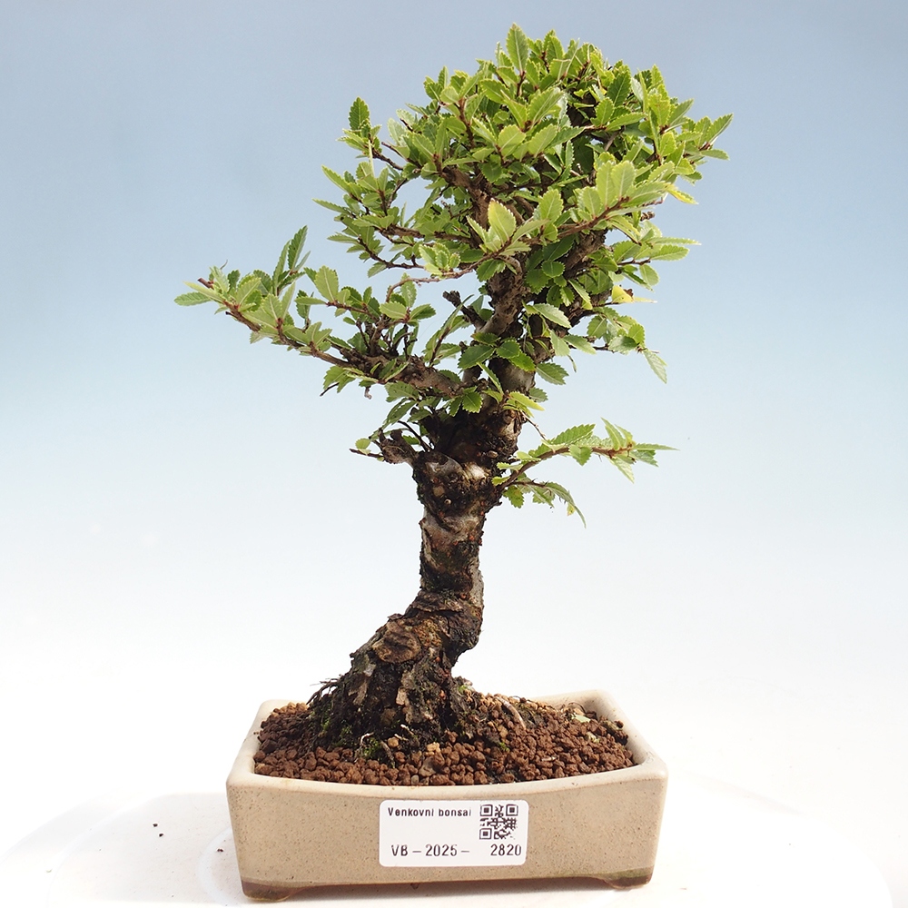 Bonsai für draußen - Zelkova - Zelkova NIRE