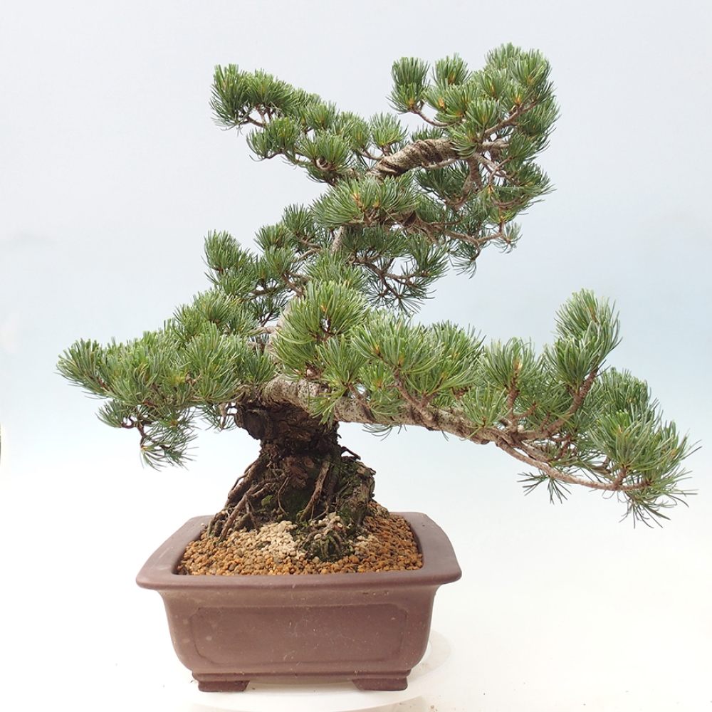 Bonsai für draußen - Pinus parviflora - Pinus parviflora