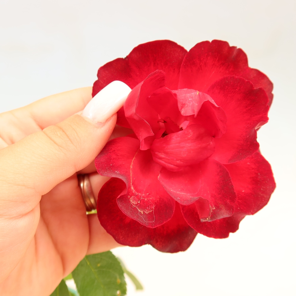 Bonsai für draußen - Rosa Kordes - Rose