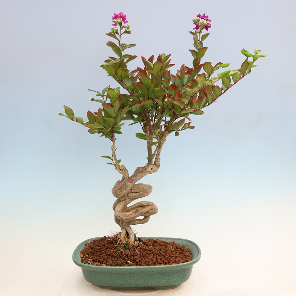 Zimmerbonsai – Lagerstroemia indica – Indischer Flieder