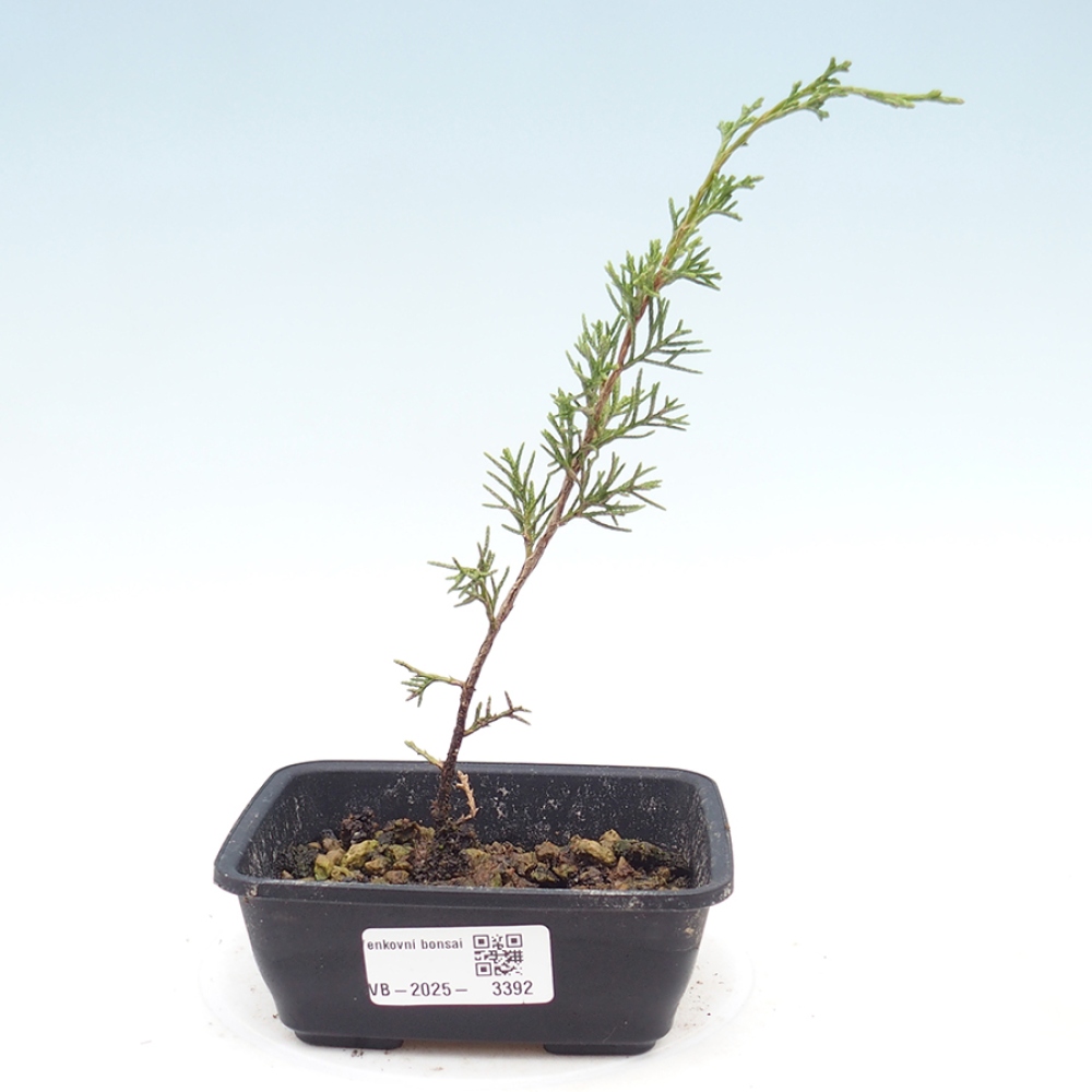 Bonsai für draußen - Juniperus chinensis Itoigawa
