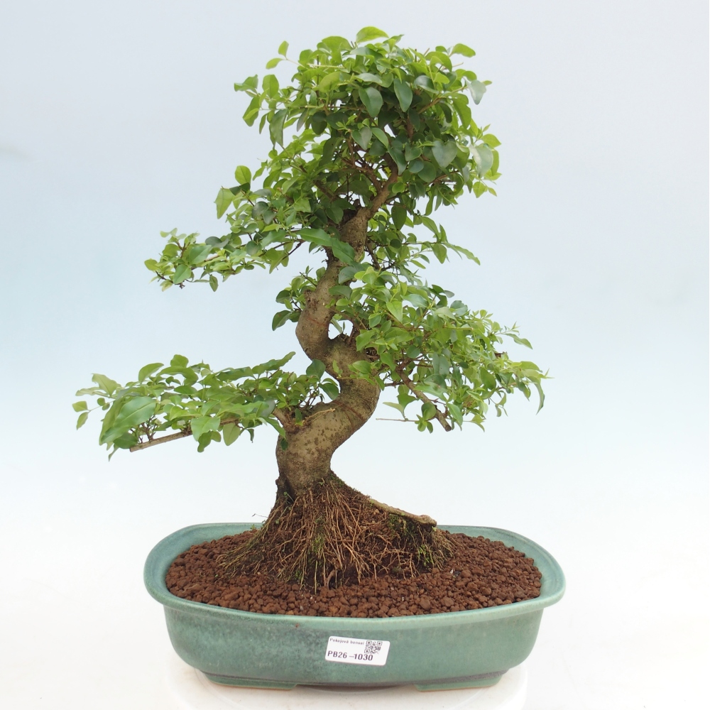 Zimmer Bonsai -Ligustrum chinensis - Vogelschnabel