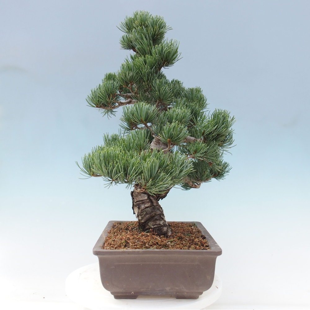 Bonsai für draußen - Pinus parviflora - Pinus parviflora