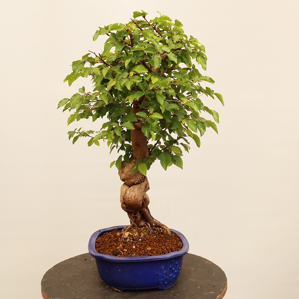 Bonsai für draußen - Karpinus Coreana - Koreanische Hainbuche