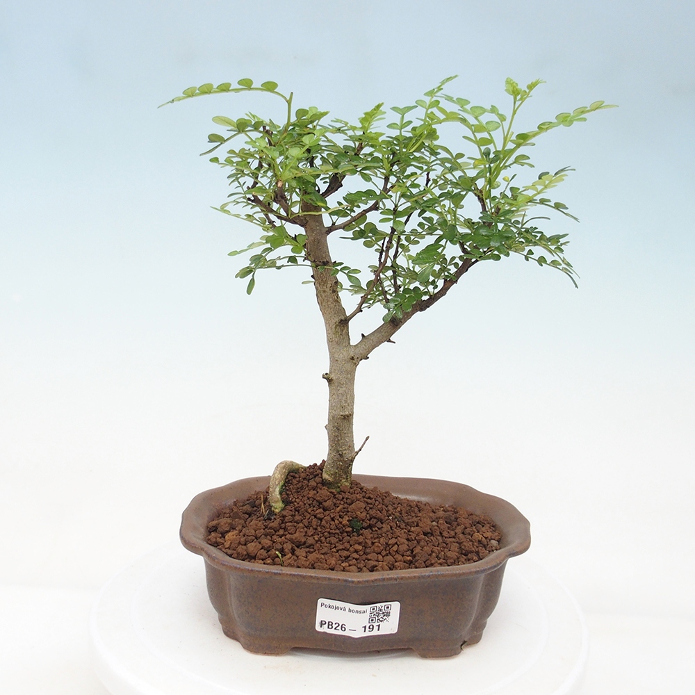 Zimmer Bonsai - Zantoxylum piperitum - Pfefferbaum