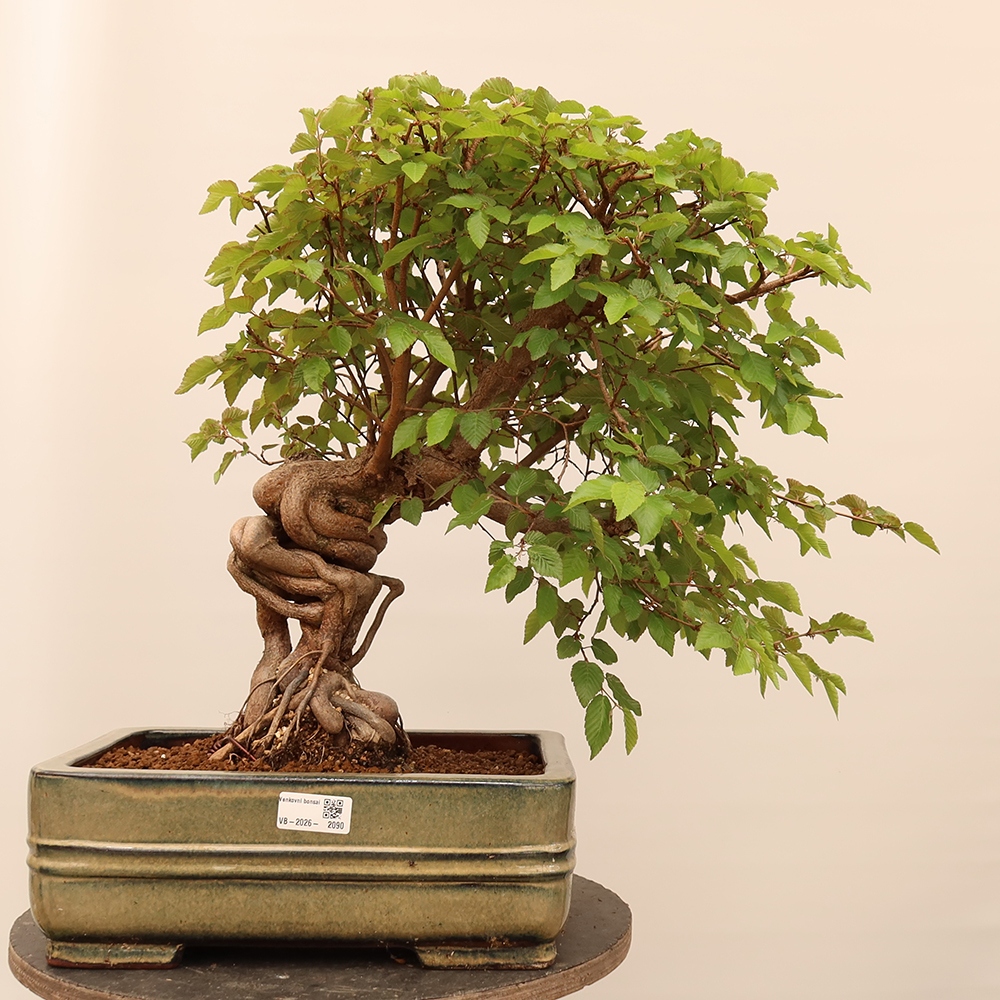 Bonsai für draußen - Karpinus Coreana - Koreanische Hainbuche