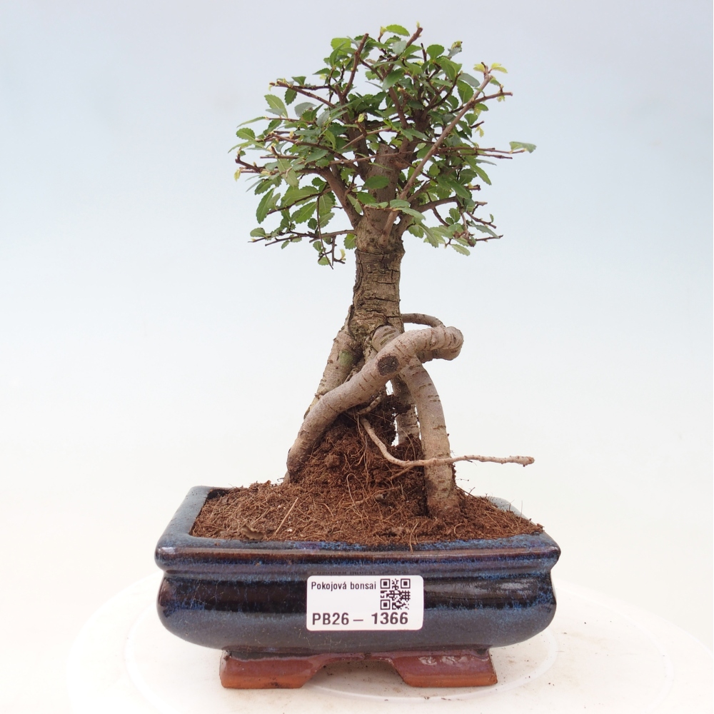 Zimmerbonsai - Ulmus parvifolia - Kleinblättrige Ulme