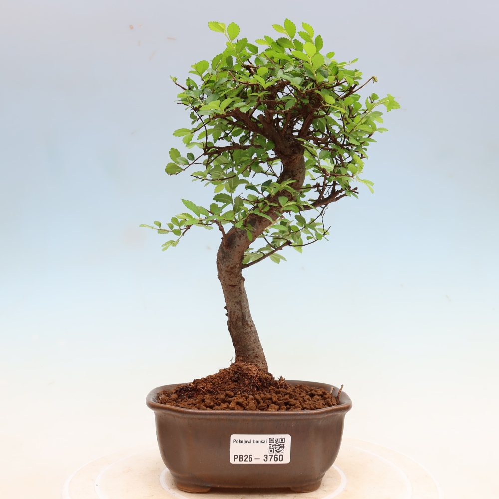 Zimmerbonsai - Ulmus parvifolia - Kleinblättrige Ulme