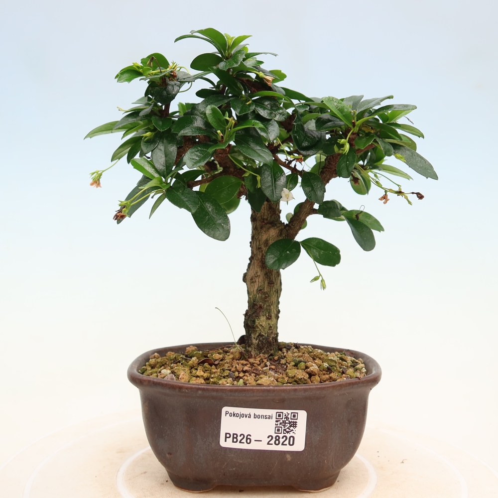 Zimmer-Bonsai - Carmona macrophylla - Tee-Fuki