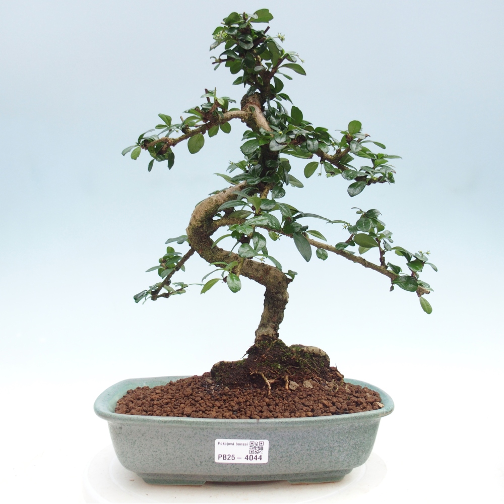 Zimmer-Bonsai - Carmona macrophylla - Tee-Fuki