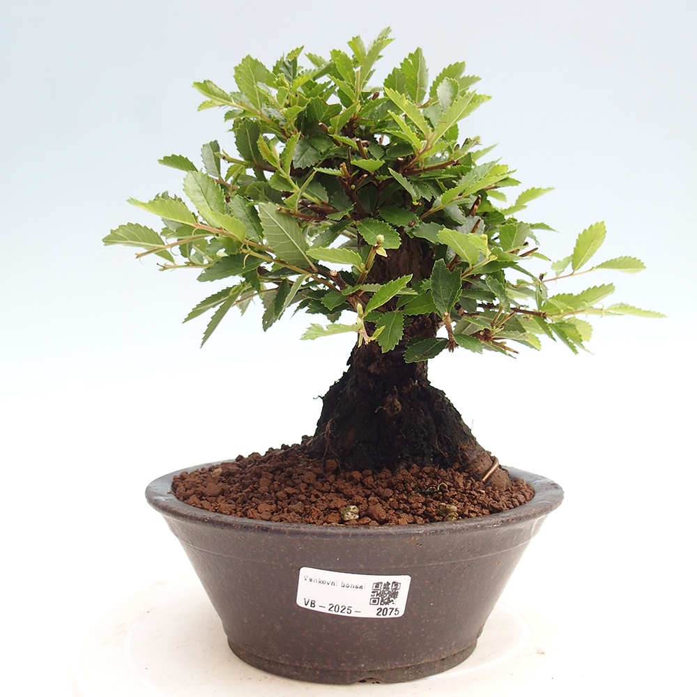 Bonsai für draußen - Zelkova - Zelkova NIRE