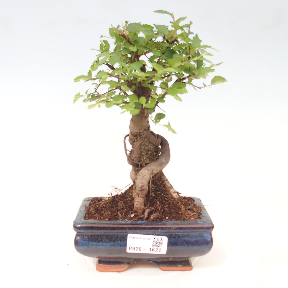Zimmerbonsai - Ulmus parvifolia - Kleinblättrige Ulme