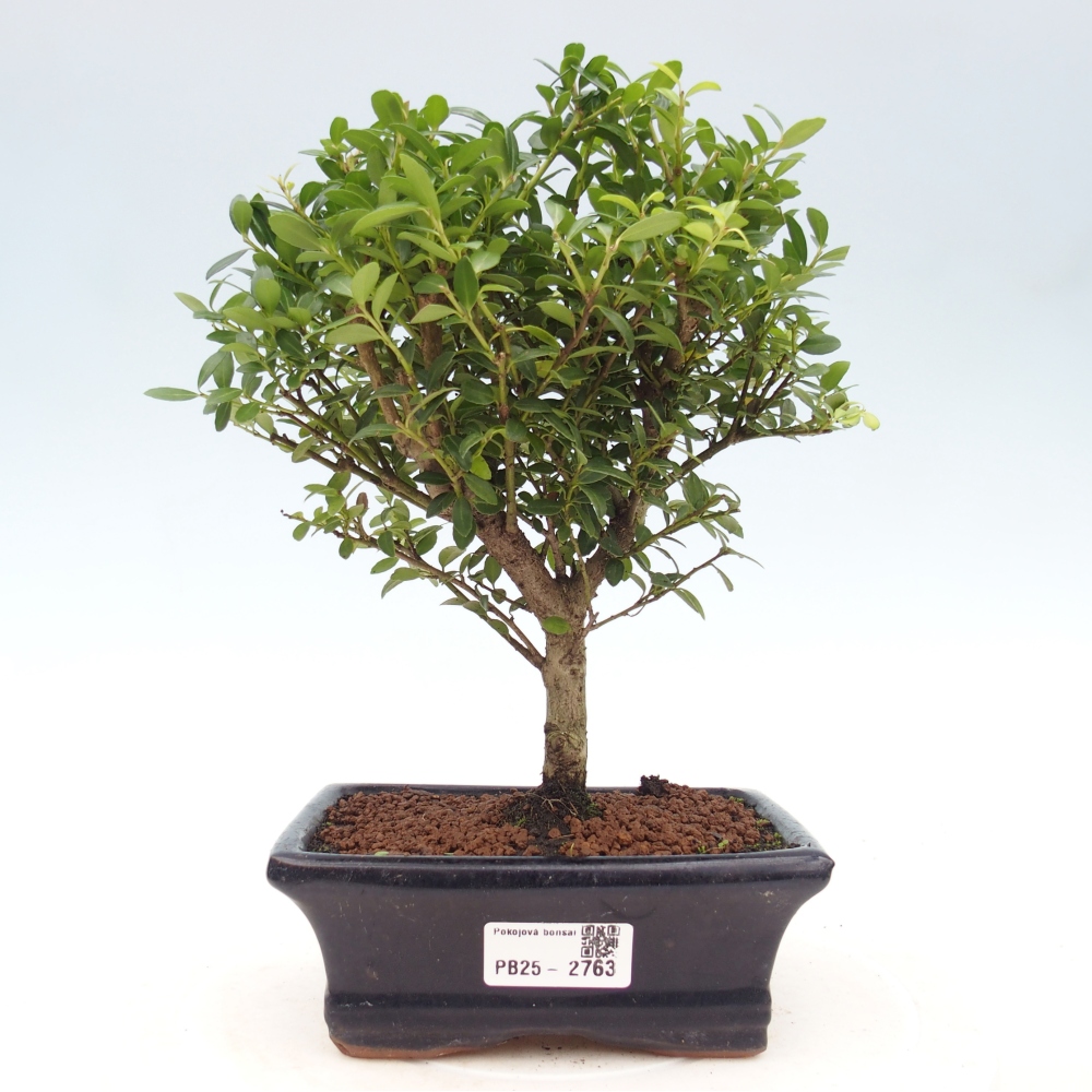 Zimmer Bonsai - Ilex crenata - Stechpalme
