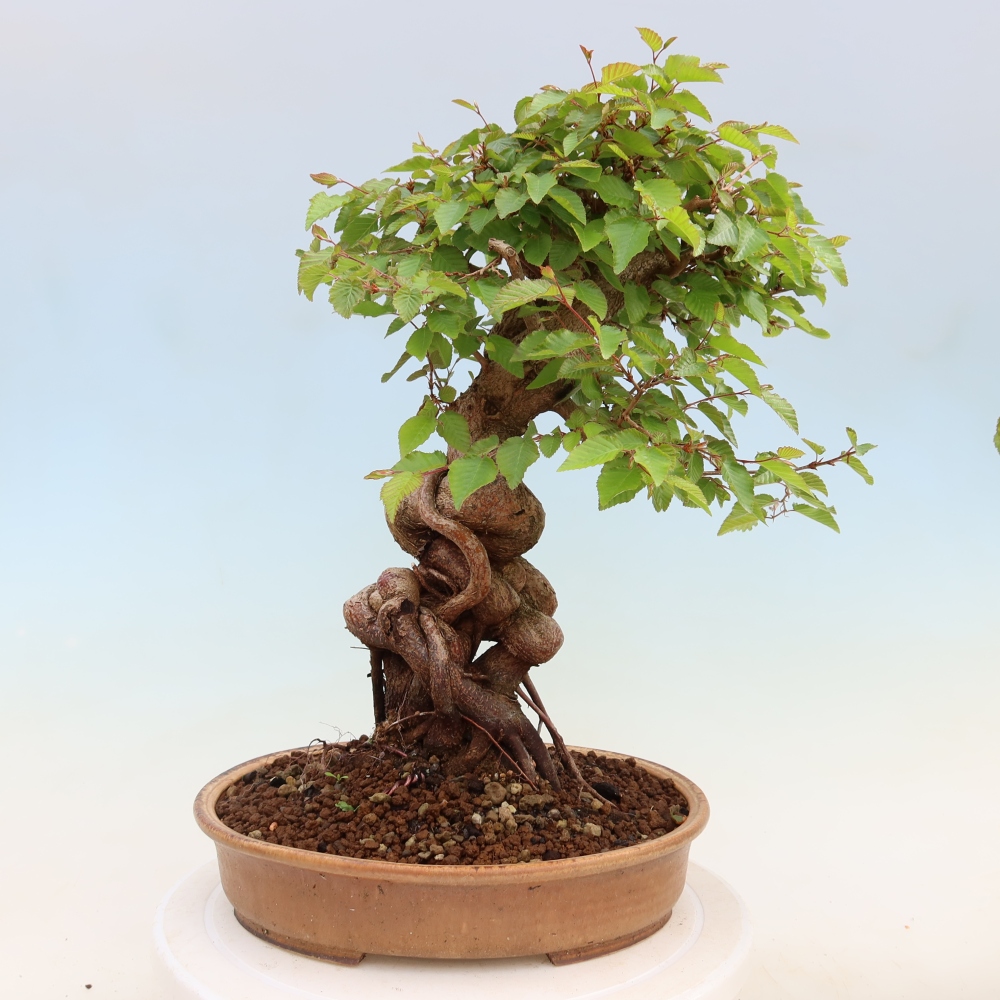 Bonsai für draußen - Karpinus Coreana - Koreanische Hainbuche