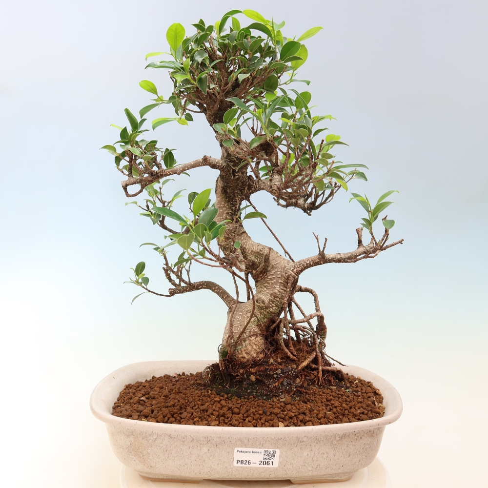 Zimmerbonsai - Ficus kimmen - Kleinblättriger Ficus