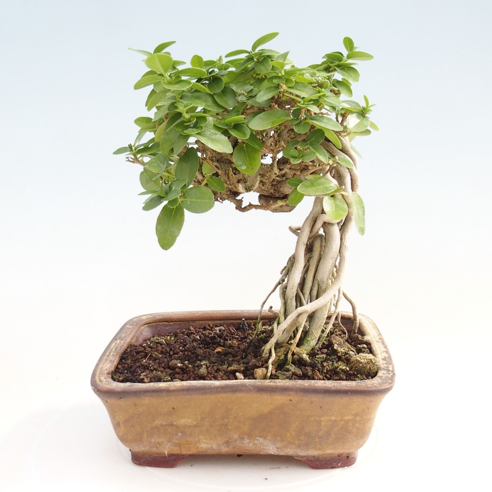 Zimmerbonsai - Premna serratifolia - Kozlovna malolista