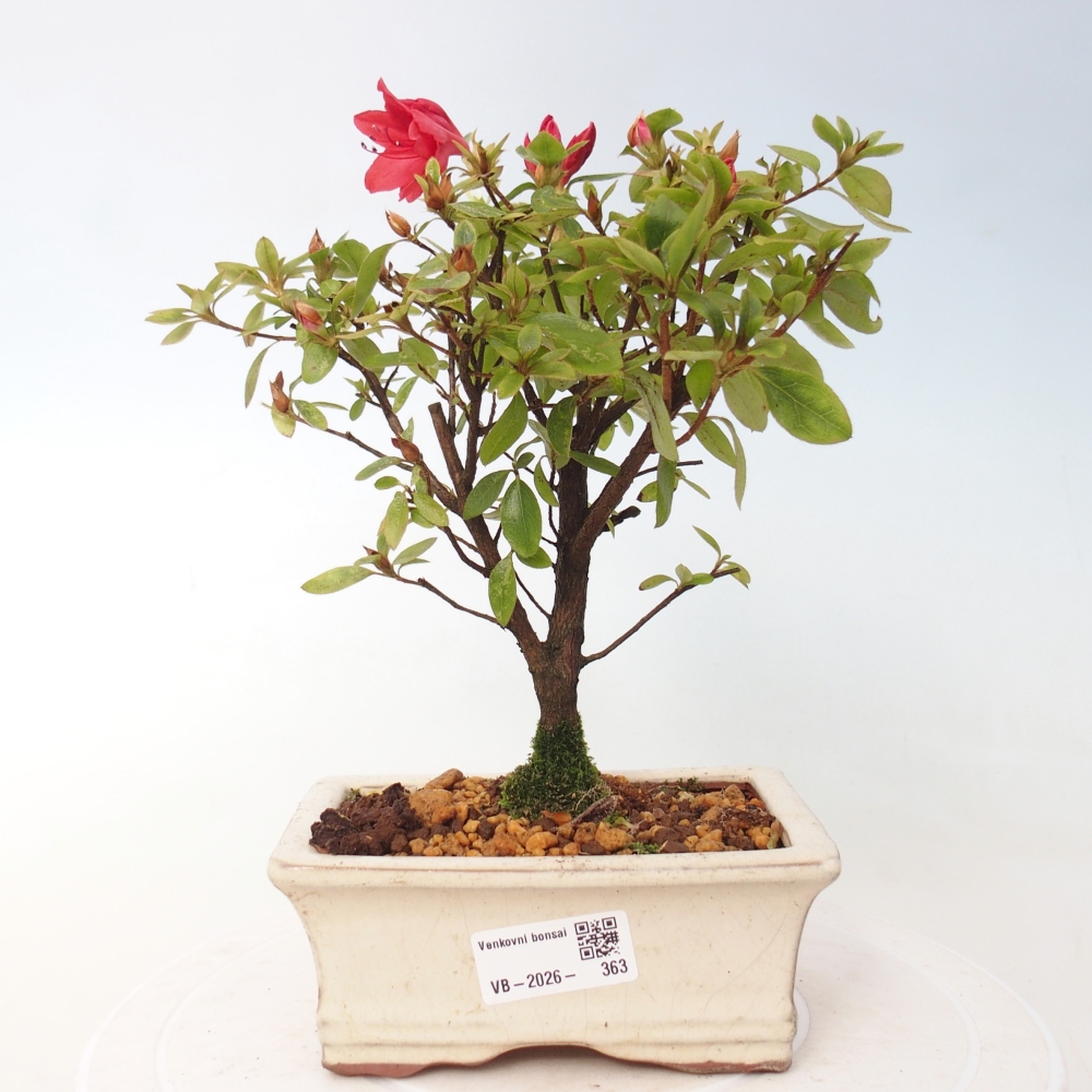 Bonsai für draußen - Japanische Azalee - Azalea sp.