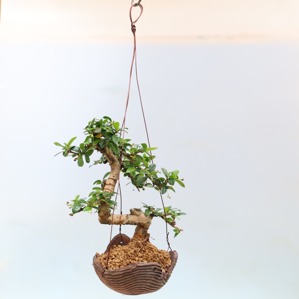 Kokedama in Keramik - Tee-Fuki - Carmona macrophylla