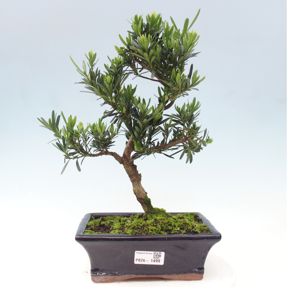 Zimmerbonsai - Podocarpus - Stein-Eibe