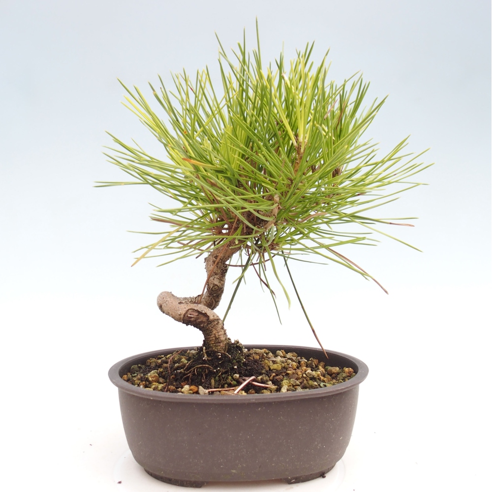 Bonsai für draußen - Pinus thunbergii - Thunberg-Kiefer