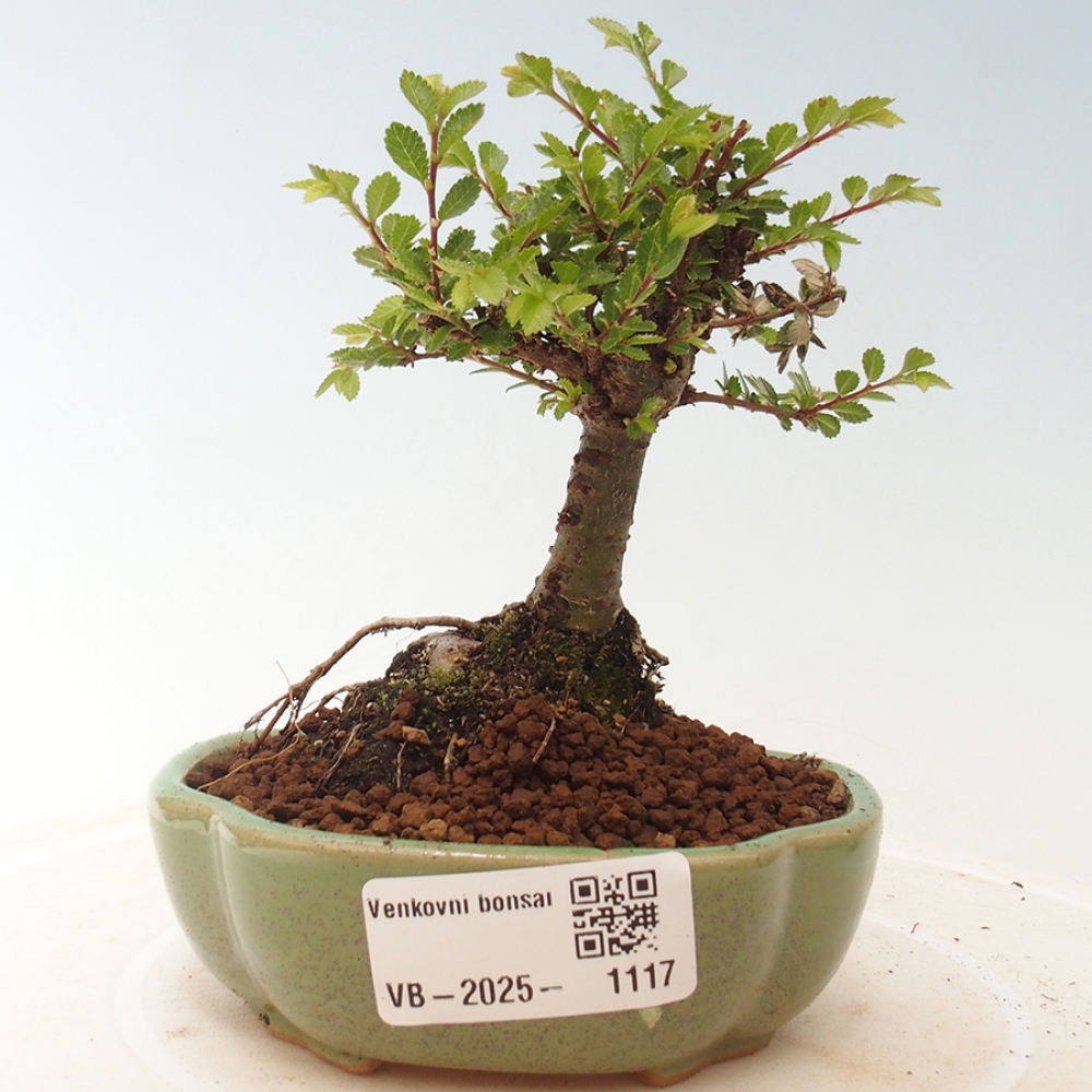 Bonsai für draußen - Ulmus parvifolia Sagei - Kleinblättrige Ulme