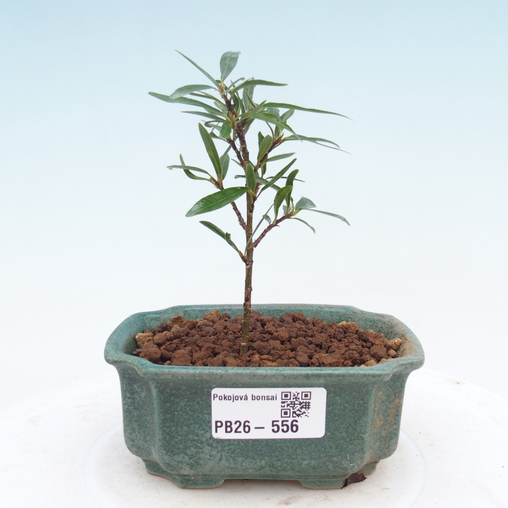 Zimmerbonsai - Ficus nerifolia - Kleinblättriger Ficus