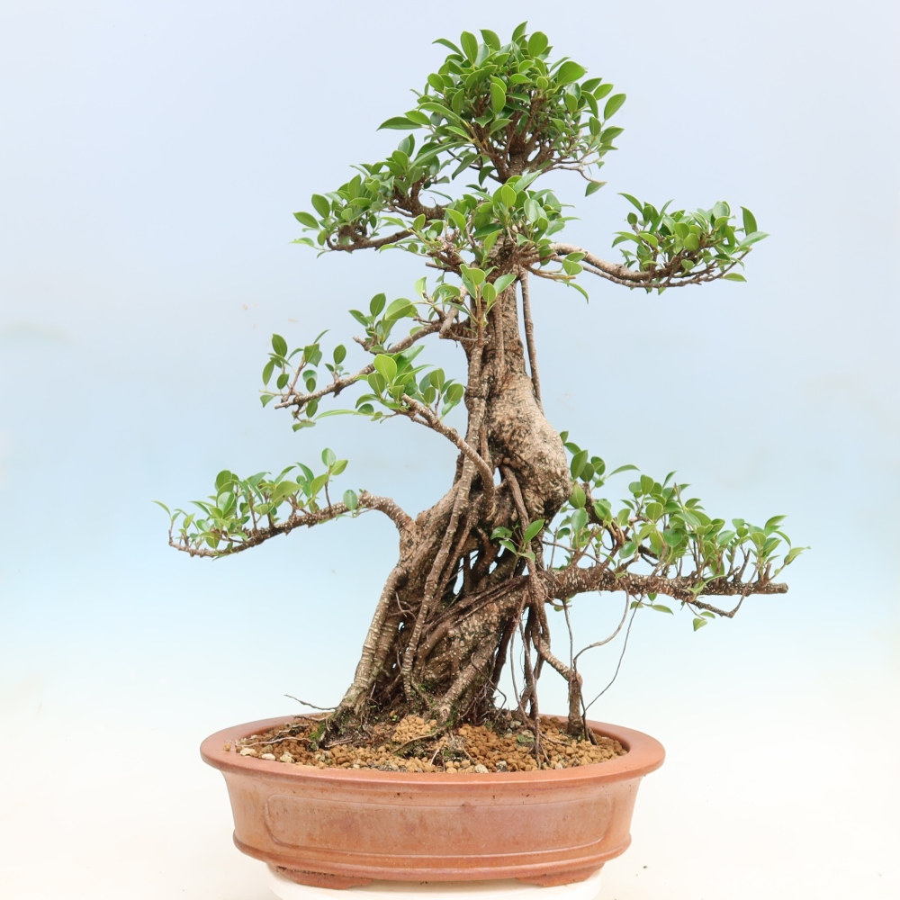 Zimmerbonsai - Ficus kimmen - Kleinblättriger Ficus