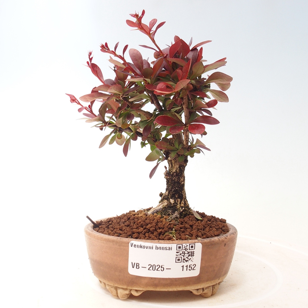 Bonsai für draußen - Berberis thunbergii Kobold