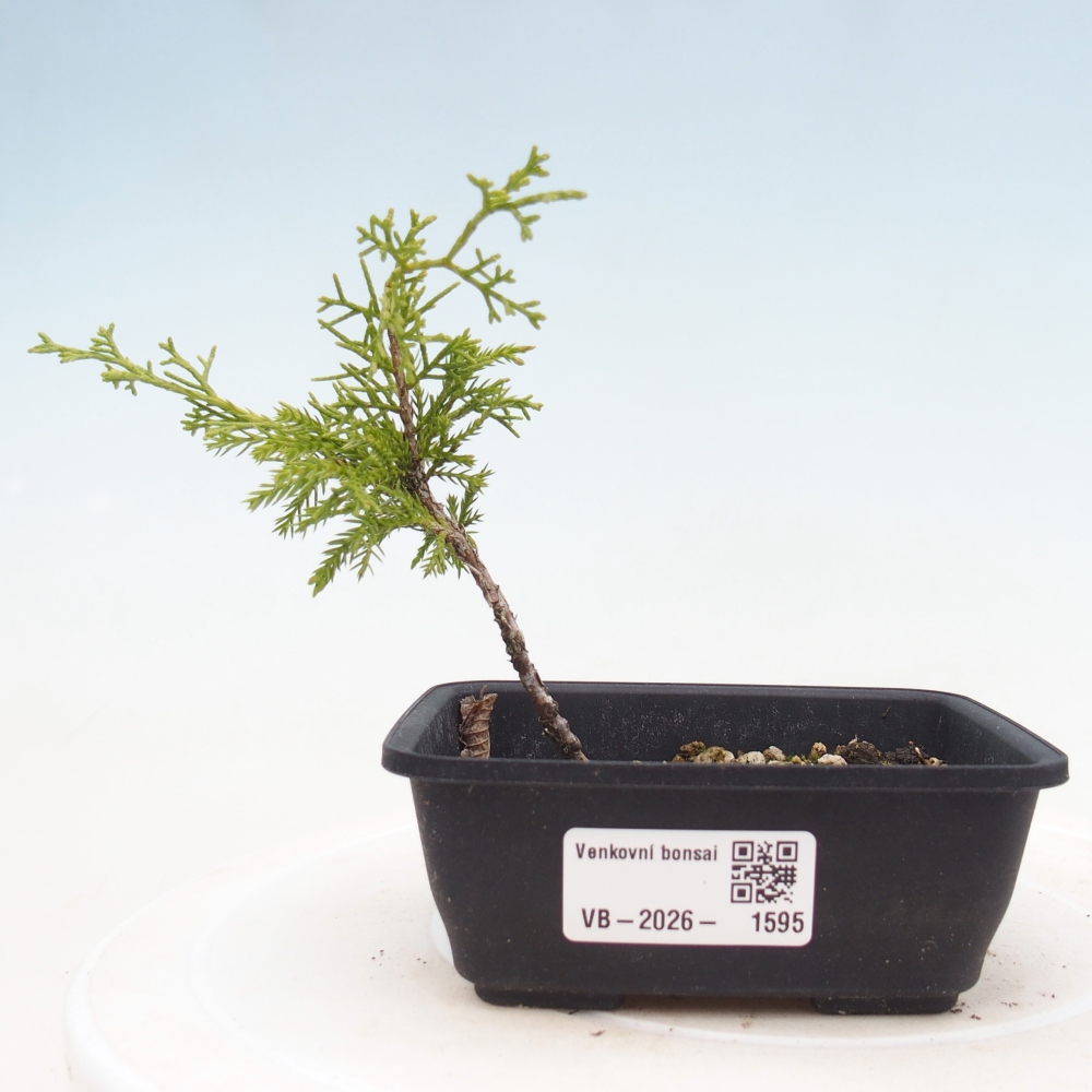 Bonsai für draußen - Juniperus chinensis Itoigawa