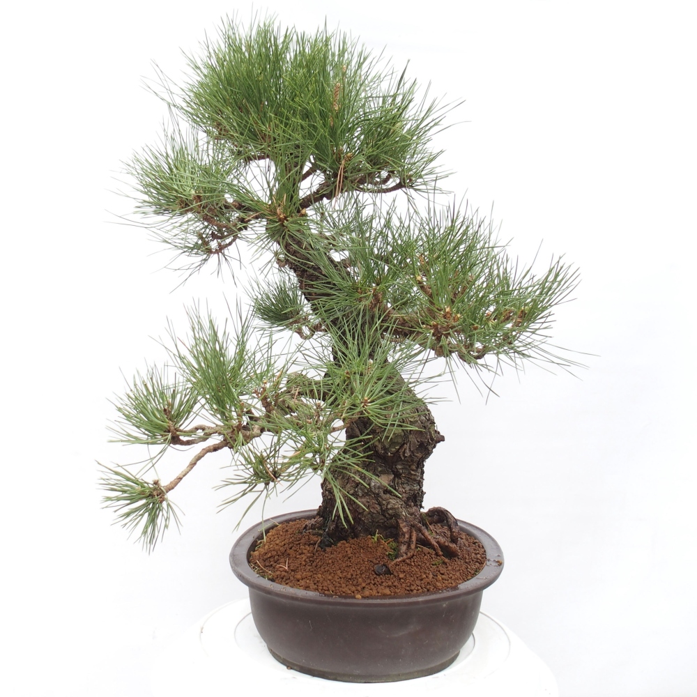 Bonsai für draußen - Pinus thunbergii - Thunberg-Kiefer