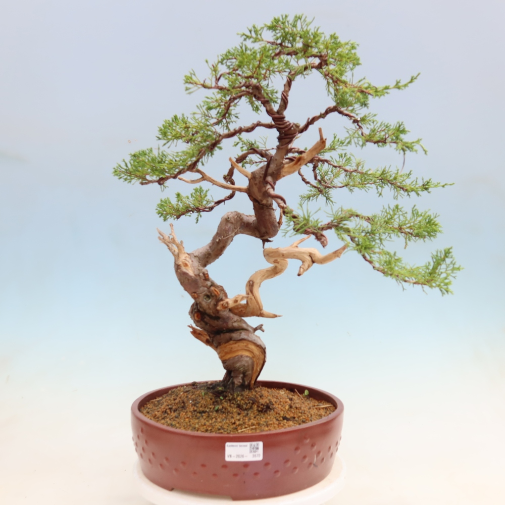 Bonsai für draußen - Juniperus chinensis Itoigawa-Juniperus chinensis
