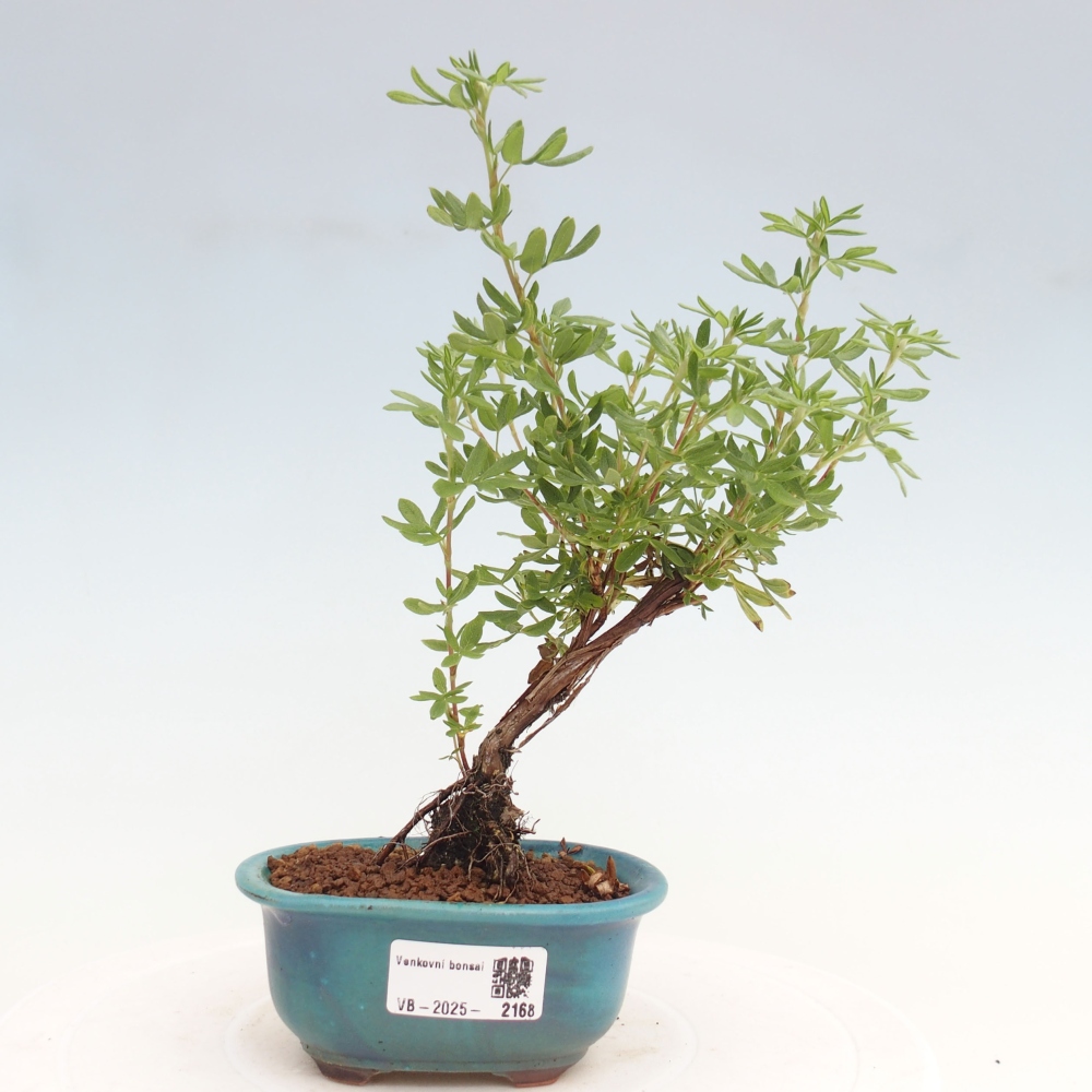 Bonsai für draußen - Potentila fruticosa gelber Vogel