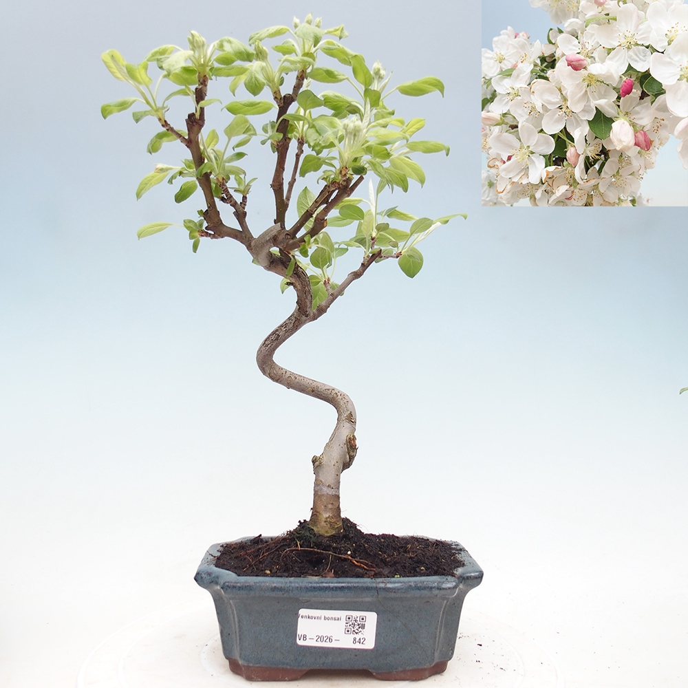 Outdoor-Bonsai -Malus halliana - Kleinfrüchtiger Apfelbaum