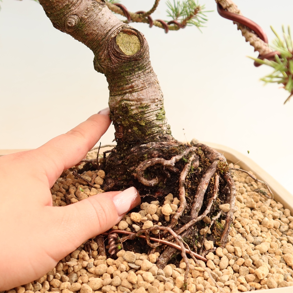 Bonsai für den Außenbereich – Pinus mugo Humpy – Zwergkiefer