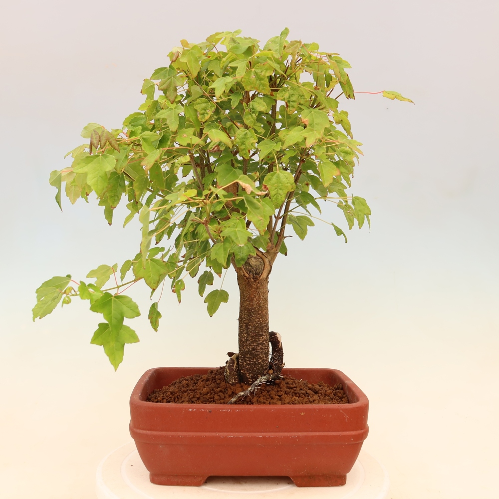 Bonsai für draußen - Ahorn Burger - Acer Burgerianum