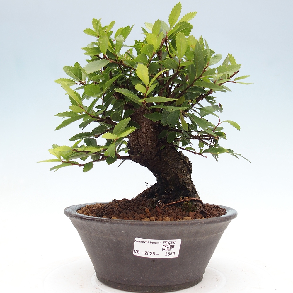 Bonsai für draußen - Zelkova - Zelkova NIRE