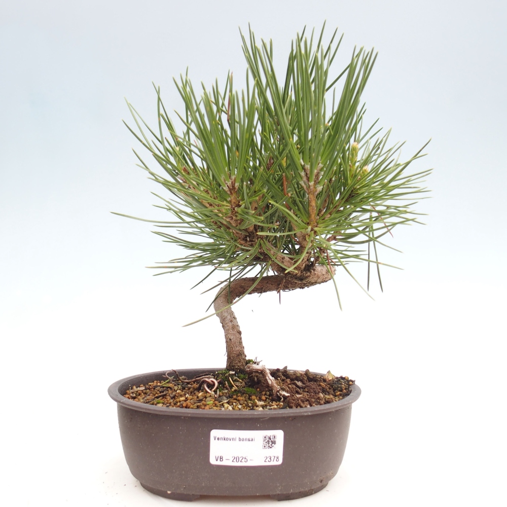 Bonsai für draußen - Pinus thunbergii - Thunberg-Kiefer