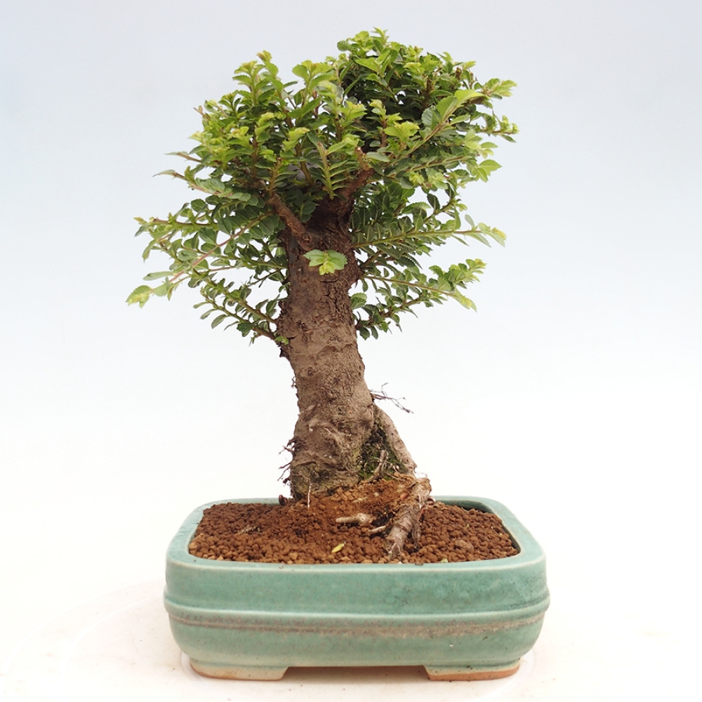 Bonsai für draußen - Ulmus parvifolia Hokkaido - Chinesische Ulme