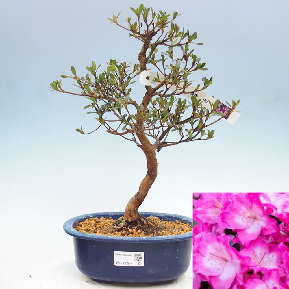 Bonsai für draußen - Japanische Azalee - Azalea Mio