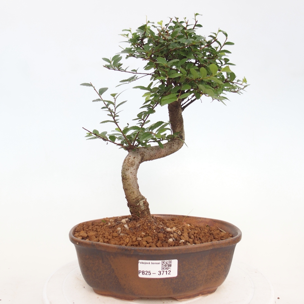 Zimmerbonsai - Ulmus parvifolia - Kleinblättrige Ulme