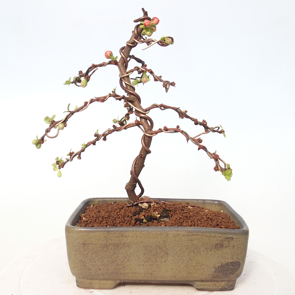 Bonsai für draußen - Chaneomeles s. Red Joy - Quitte