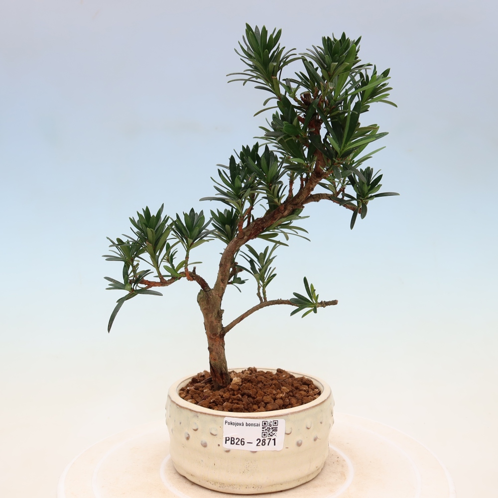 Zimmerbonsai - Podocarpus - Stein-Eibe