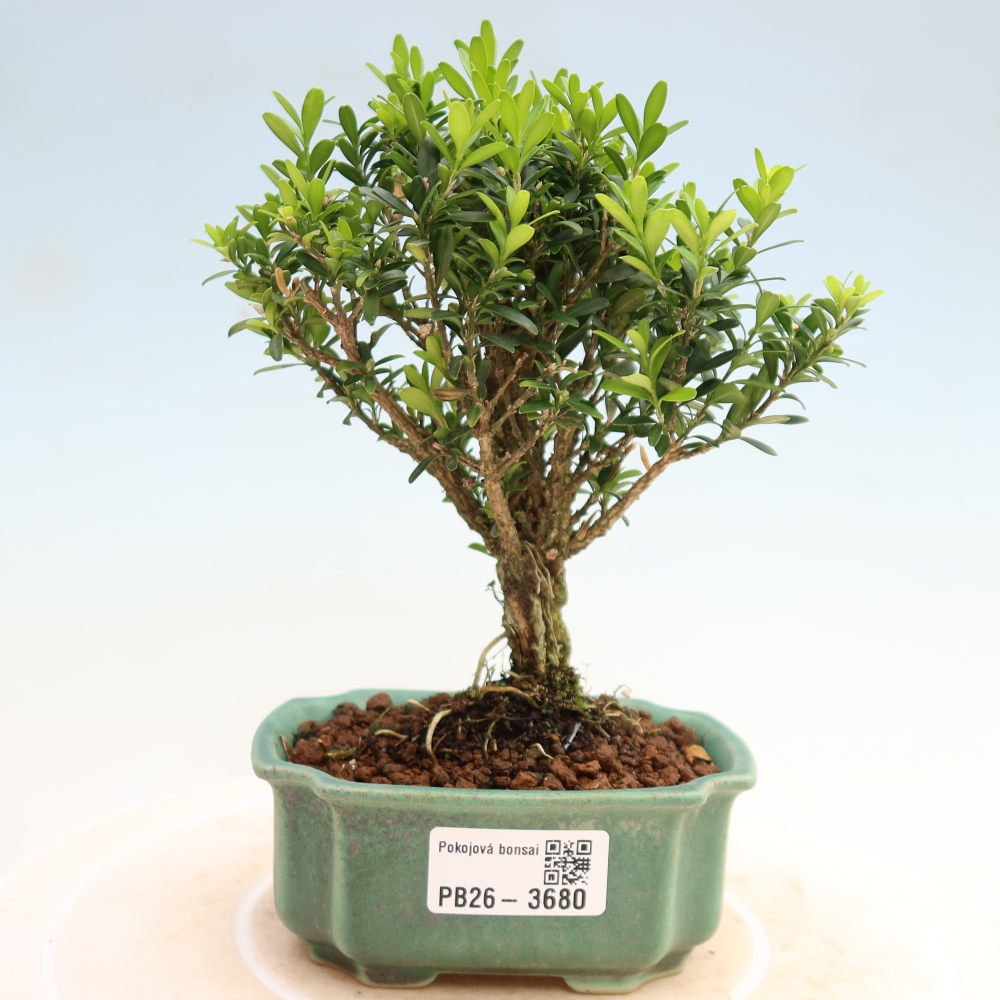 Zimmer Bonsai - Buxus harlandii - Korkbuxus