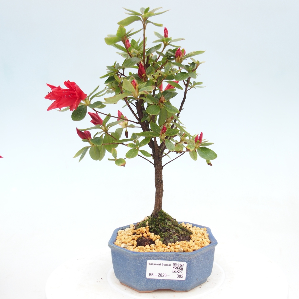 Bonsai für draußen - Japanische Azalee - Azalea sp.