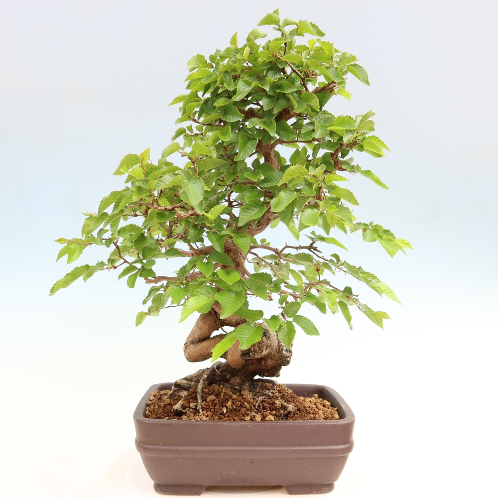 Bonsai für draußen - Karpinus Coreana - Koreanische Hainbuche