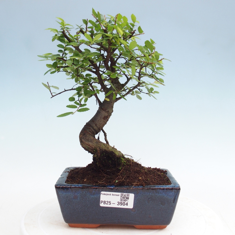Zimmerbonsai - Ulmus parvifolia - Kleinblättrige Ulme