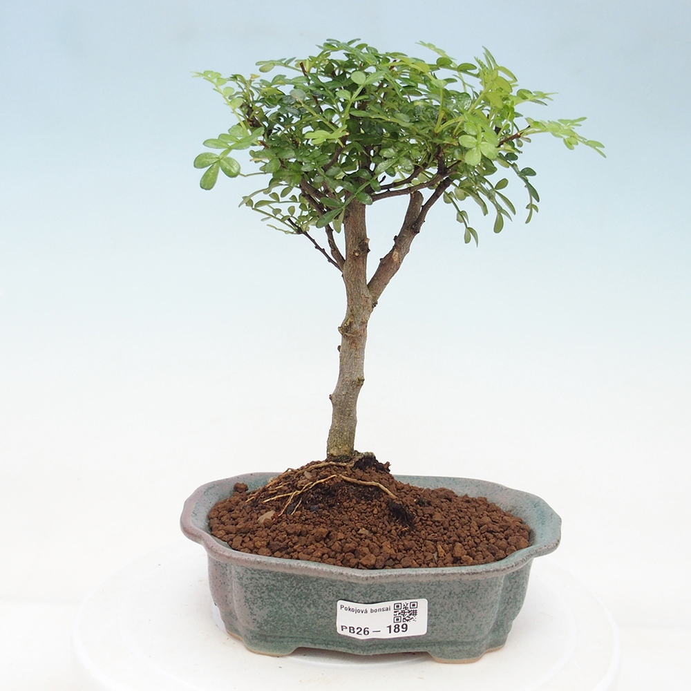 Zimmer Bonsai - Zantoxylum piperitum - Pfefferbaum